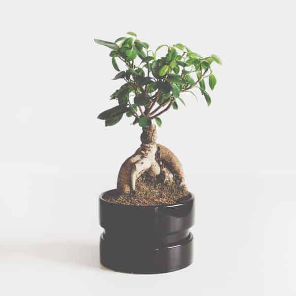 Schoonheidssalon Duiven Petra Barthen Professional Skincare | Vierkant bonsai